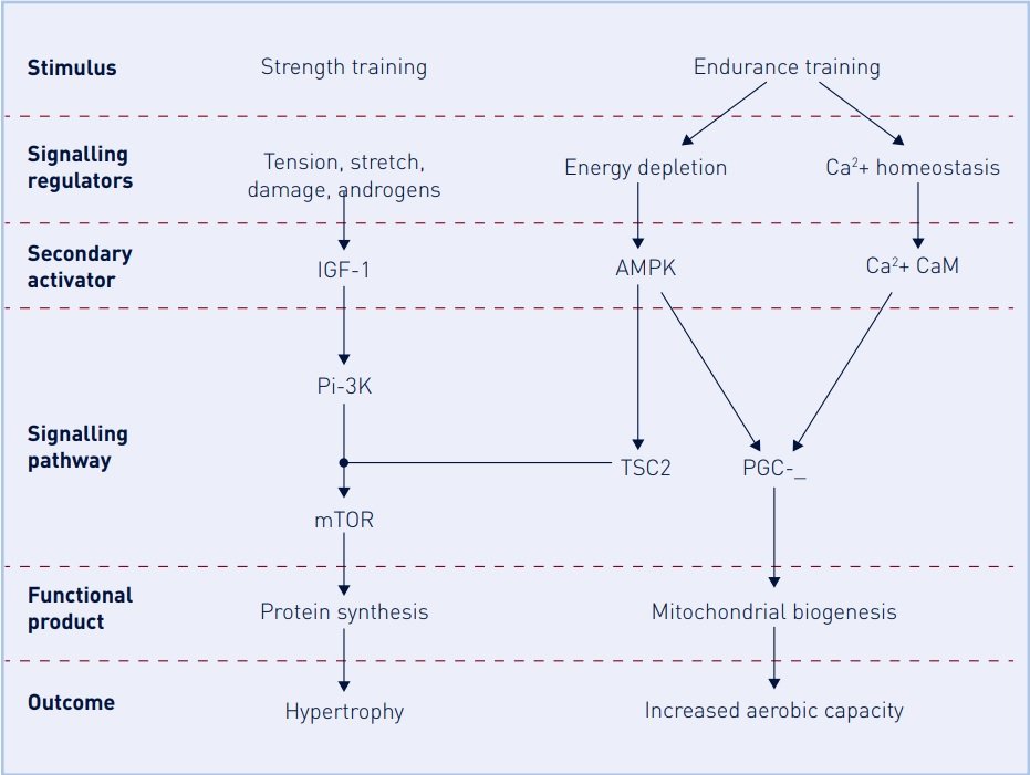 Molecular signalling pathways stimulated by strength and endurance training