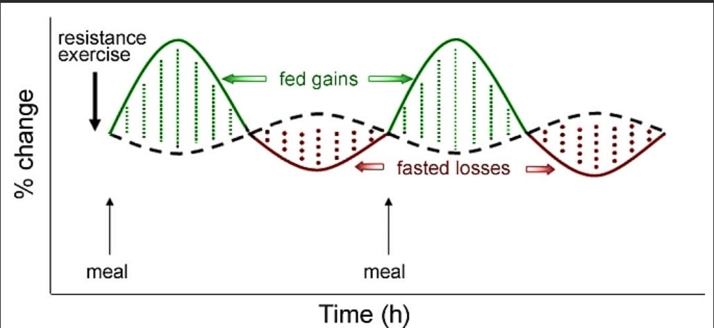 Protein & Strength Training